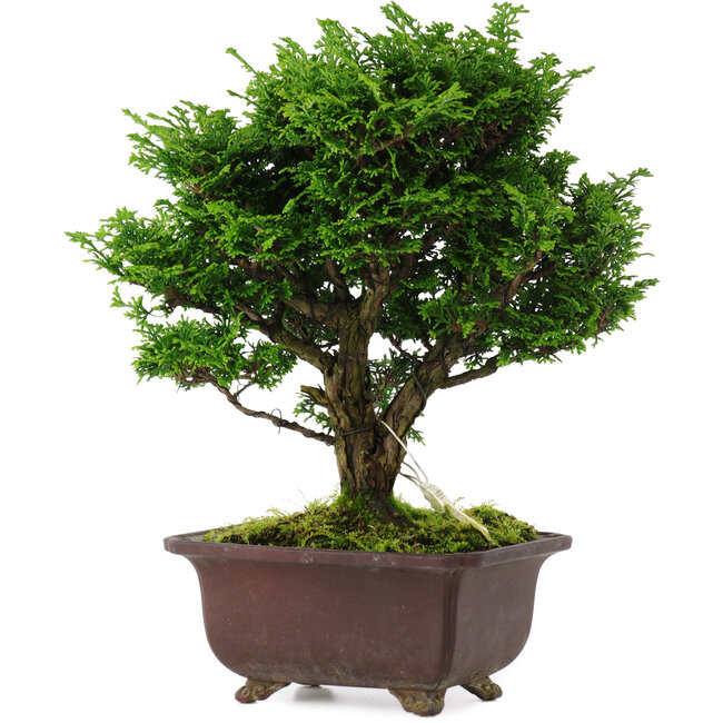 Chamaecyparis obtusa, 28 cm, ± 20 Jahre alt
