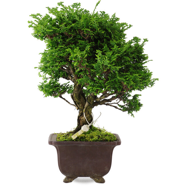 Chamaecyparis obtusa, 28 cm, ± 20 ans