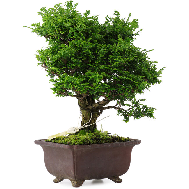 Chamaecyparis obtusa, 28 cm, ± 20 ans