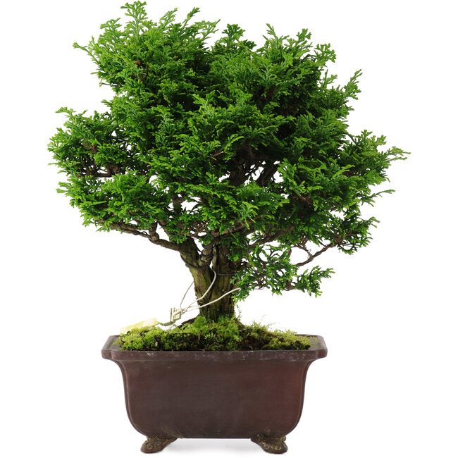 Chamaecyparis obtusa, 28 cm, ± 20 jaar oud