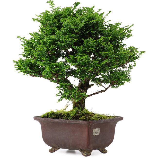 Chamaecyparis obtusa, 28 cm, ± 20 jaar oud