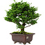 Chamaecyparis obtusa, 28 cm, ± 20 jaar oud