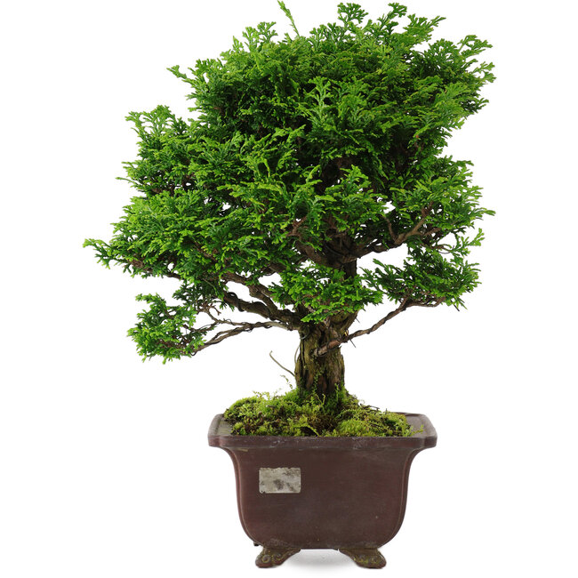 Chamaecyparis obtusa, 28 cm, ± 20 ans