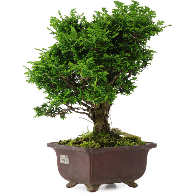 Chamaecyparis obtusa, 28 cm, ± 20 jaar oud