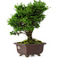 Chamaecyparis obtusa, 28 cm, ± 20 jaar oud