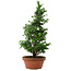 Chamaecyparis obtusa, 35 cm, ± 8 años