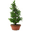 Chamaecyparis obtusa, 35 cm, ± 8 años