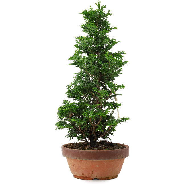 Chamaecyparis obtusa, 31 cm, ± 8 años