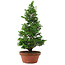 Chamaecyparis obtusa, 35 cm, ± 8 años