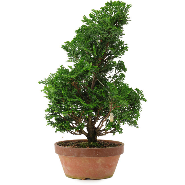 Chamaecyparis obtusa, 33 cm, ± 8 años