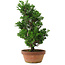 Chamaecyparis obtusa, 33 cm, ± 8 años