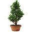 Chamaecyparis obtusa, 33,5 cm, ± 8 años