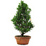 Chamaecyparis obtusa, 33,5 cm, ± 8 años