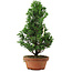 Chamaecyparis obtusa, 33,5 cm, ± 8 años