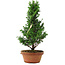 Chamaecyparis obtusa, 33,5 cm, ± 8 años