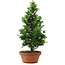 Chamaecyparis obtusa, 33,5 cm, ± 8 años