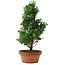 Chamaecyparis obtusa, 33,5 cm, ± 8 años