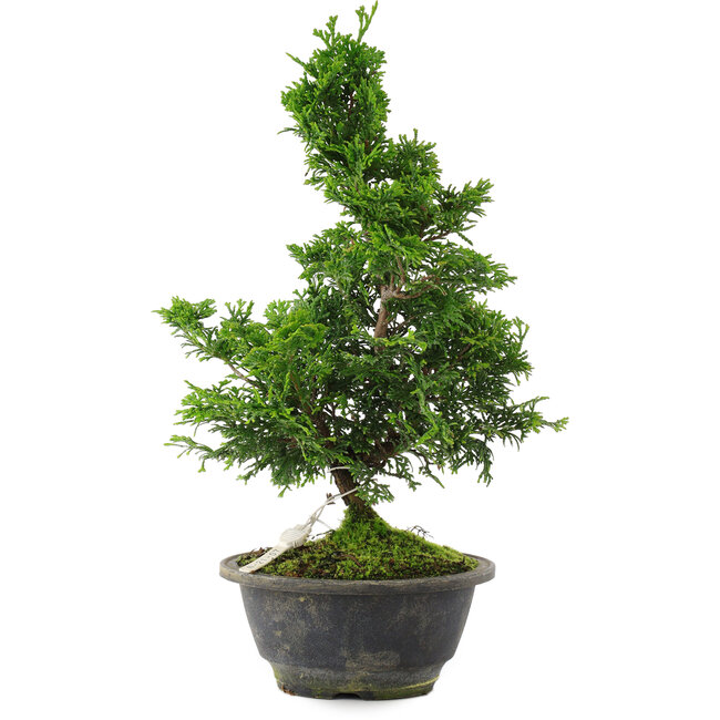 Chamaecyparis obtusa, 30 cm, ± 8 jaar oud