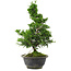 Chamaecyparis obtusa, 30 cm, ± 8 jaar oud
