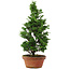 Chamaecyparis obtusa, 33,5 cm, ± 8 años