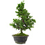 Chamaecyparis obtusa, 30 cm, ± 8 años