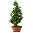 Chamaecyparis obtusa, 33,5 cm, ± 8 años