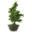 Chamaecyparis obtusa, 30 cm, ± 8 jaar oud