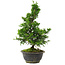 Chamaecyparis obtusa, 30 cm, ± 8 años