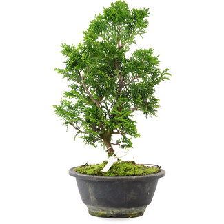 Chamaecyparis obtusa, 27 cm, ± 8 jaar oud