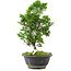 Chamaecyparis obtusa, 27 cm, ± 8 ans