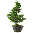 Chamaecyparis obtusa, 30 cm, ± 8 jaar oud