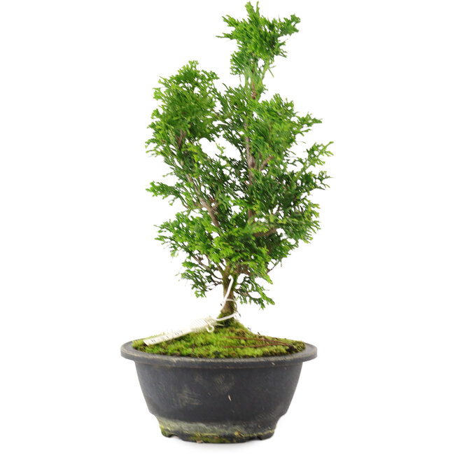 Chamaecyparis obtusa, 27 cm, ± 8 años