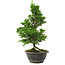 Chamaecyparis obtusa, 30 cm, ± 8 jaar oud