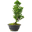 Chamaecyparis obtusa, 27 cm, ± 8 years old