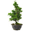Chamaecyparis obtusa, 30 cm, ± 8 jaar oud