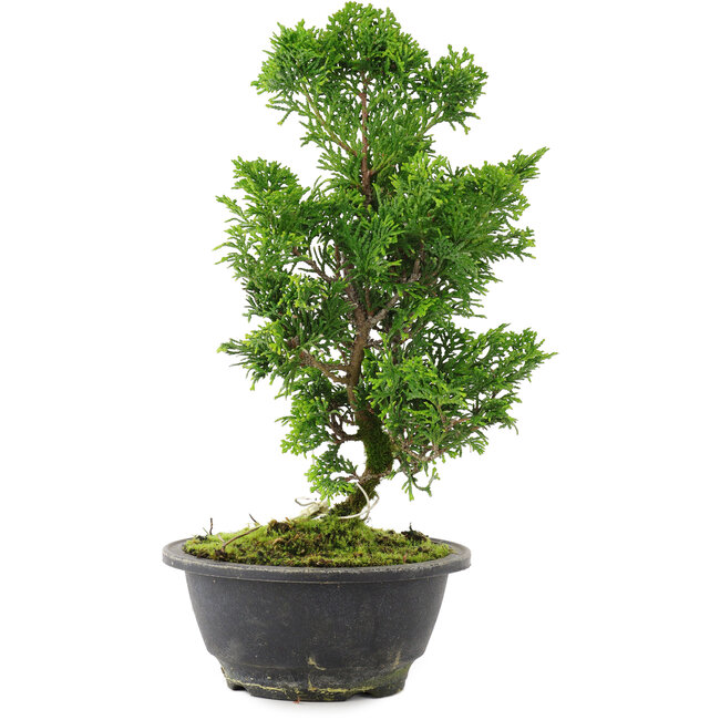Chamaecyparis obtusa, 27 cm, ± 8 ans