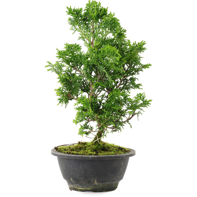 Chamaecyparis obtusa, 27 cm, ± 8 años