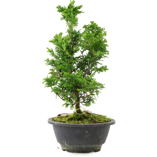 Chamaecyparis obtusa, 27 cm, ± 8 años