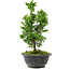 Chamaecyparis obtusa, 27 cm, ± 8 años