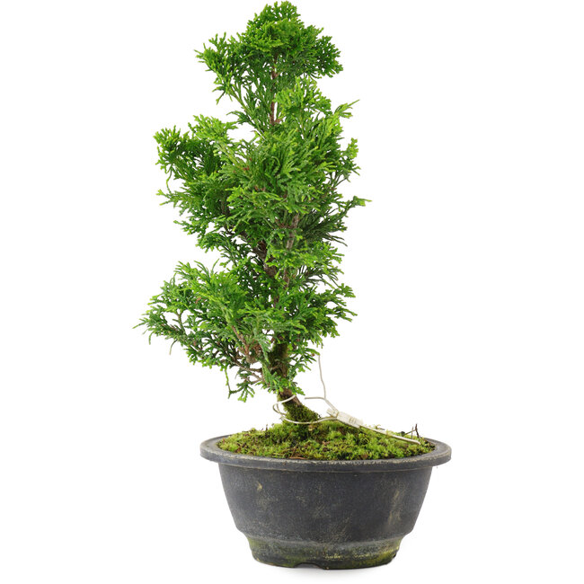 Chamaecyparis obtusa, 27 cm, ± 8 años