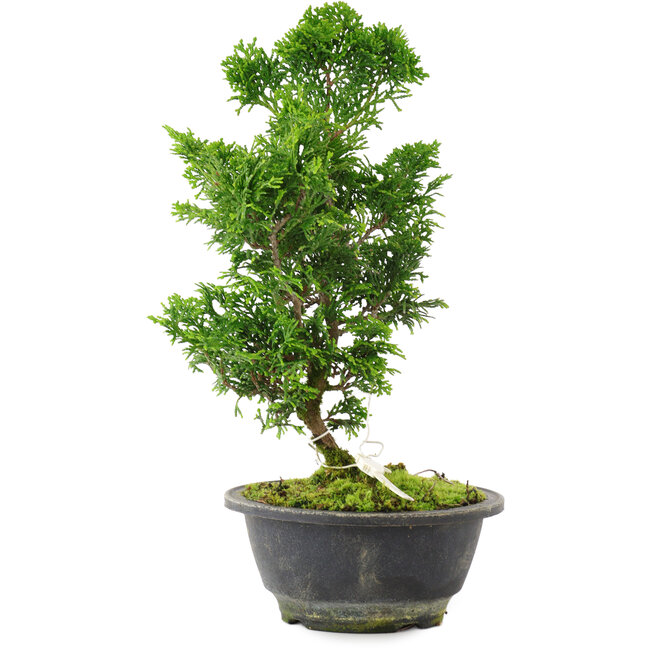 Chamaecyparis obtusa, 27 cm, ± 8 ans
