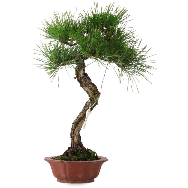 Pinus thunbergii, 47 cm, ± 25 años