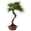 Pinus thunbergii, 47 cm, ± 25 años