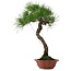 Pinus thunbergii, 47 cm, ± 25 años