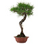 Pinus thunbergii, 47 cm, ± 25 años