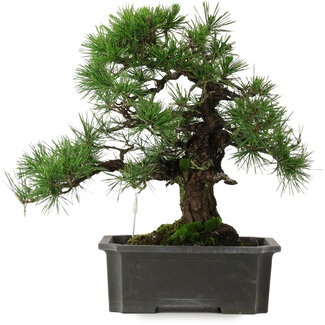 Pinus thunbergii, 40,5 cm, ± 35 años