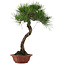 Pinus thunbergii, 47 cm, ± 25 años