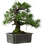 Pinus thunbergii, 40,5 cm, ± 35 años