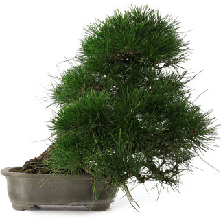 Pinus thunbergii, 43 cm, ± 35 años