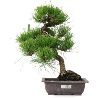 Pinus thunbergii, 44,5 cm, ± 20 años